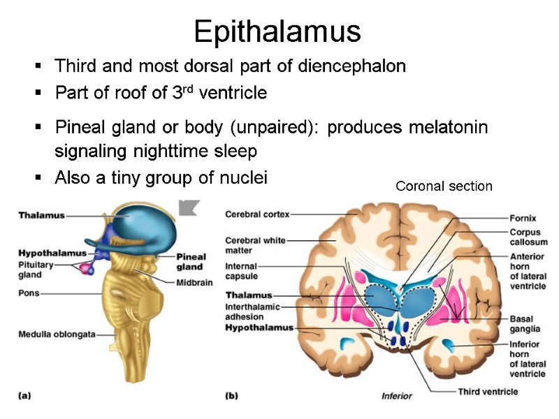 Epithalamus Third and most dorsal part of diencephalon Part of roof of 3rd ventricle